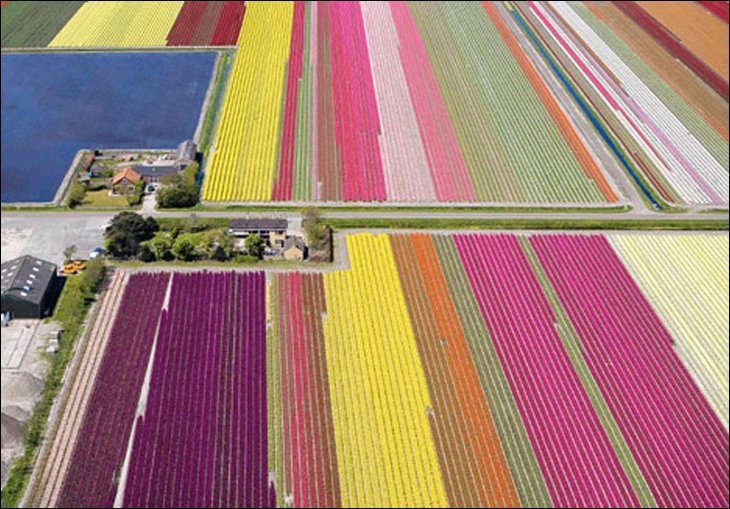 Tulip fields in the Netherelands --- Wow !!!