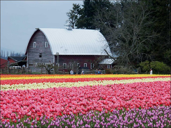 Tulip fields in the Netherelands --- Wow !!!