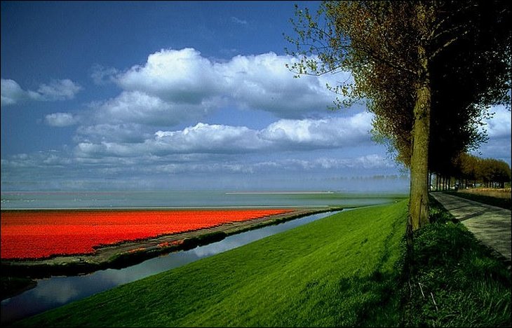 Tulip fields in the Netherelands --- Wow !!!