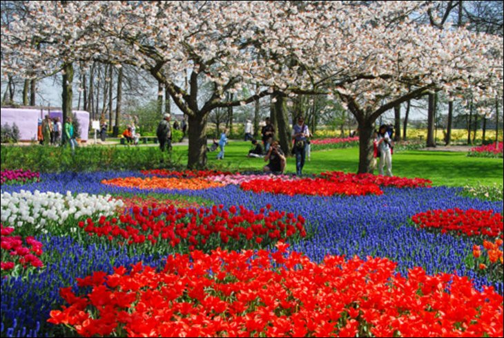 Tulip fields in the Netherelands --- Wow !!!