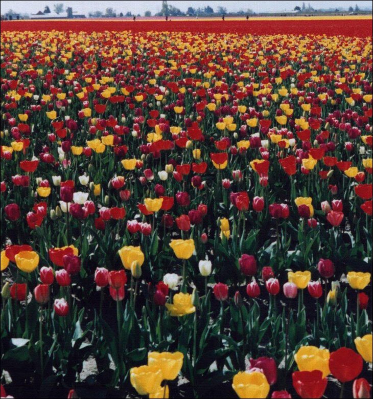 Tulip fields in the Netherelands --- Wow !!!