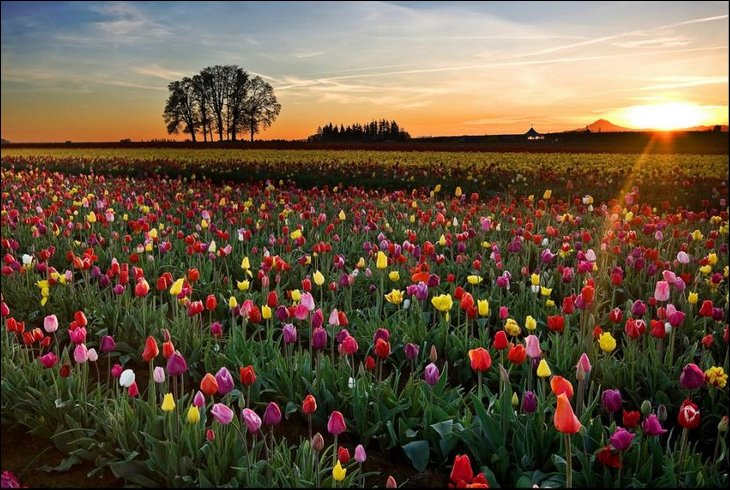 Tulip fields in the Netherelands --- Wow !!!