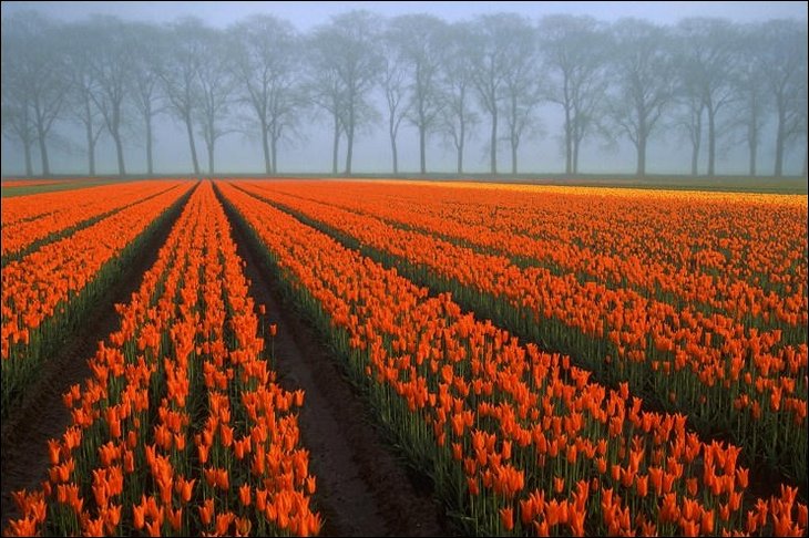 Tulip fields in the Netherelands --- Wow !!!