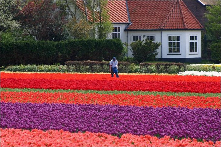 Tulip fields in the Netherelands --- Wow !!!