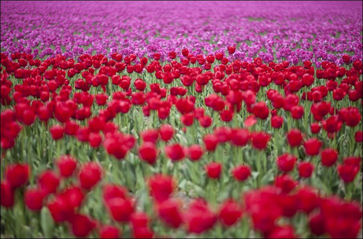 Tulip fields in the Netherelands --- Wow !!!