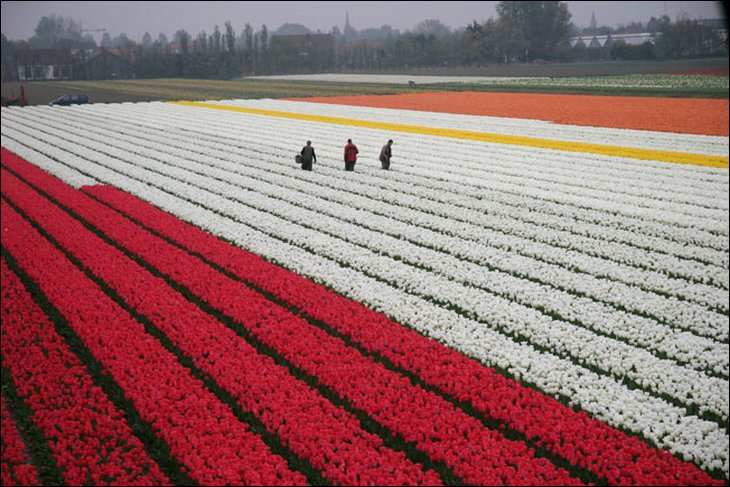 Tulip fields in the Netherelands --- Wow !!!