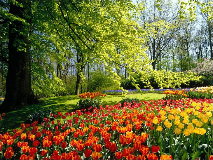 Tulip fields in the Netherelands --- Wow !!!