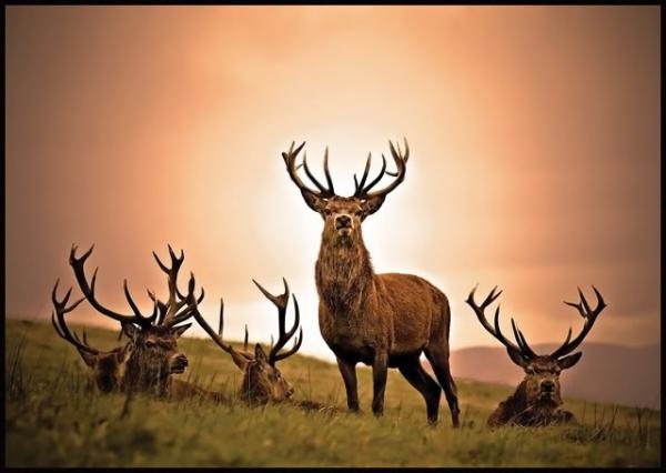 Beautiful Deers with Big Horns