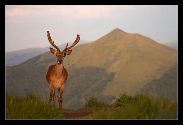 Beautiful Deers with Big Horns