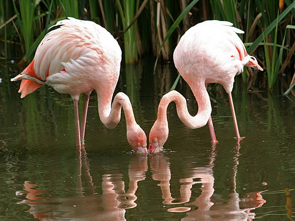 นก flamingo