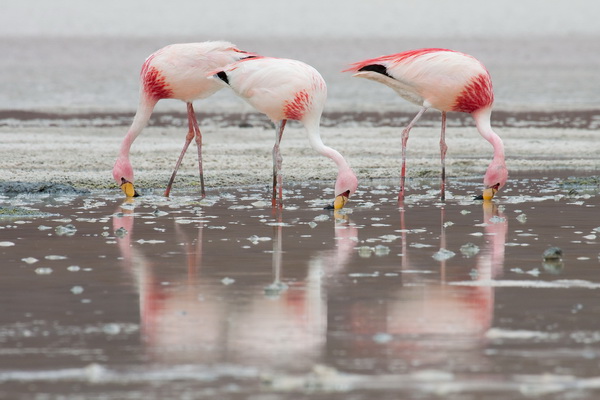 นก flamingo