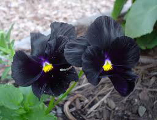 ดอกไม้สีดำ