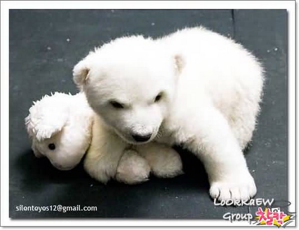 Cute Polar Bear