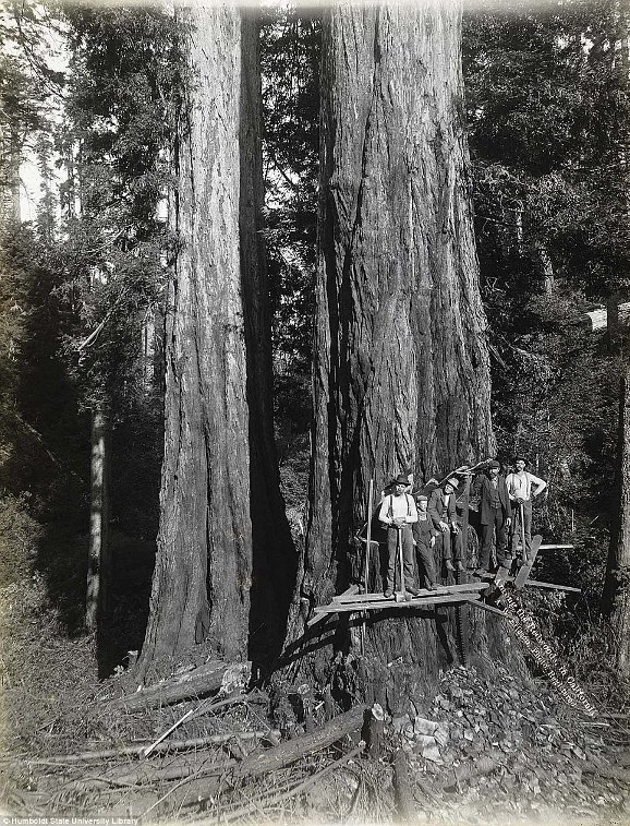 เปิดภาพประวัติศาสตร์ ช่างตัดไม้โค่นต้นสนแดงขนาดยักษ์ ด้วยเครื่องมือในอดีต