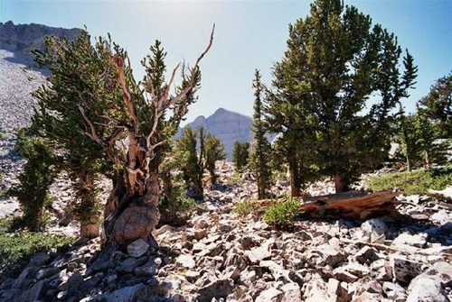 Bristlecone Pine