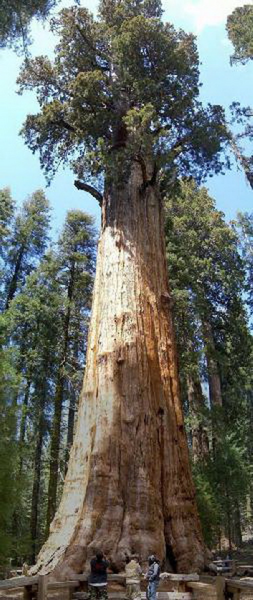 Giant Sequoias