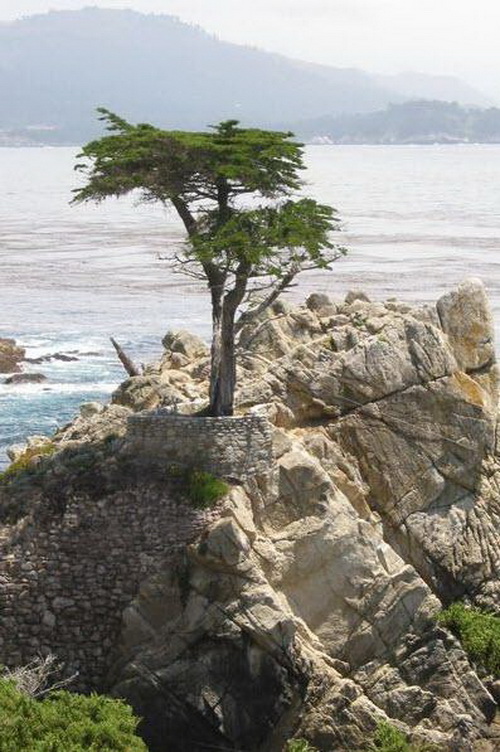 Lone Cypress