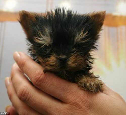 โฉมหน้าสุนี ผู้เข้าชิงสุนัขตัวเล็กที่สุดในโลก