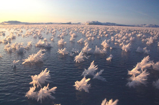 สวยธรรมชาติ ช่อดอกน้ำแข็งแห่งมาลีหิมะ Ice Flowers 