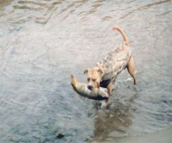 เมื่อน้องหมา จับปลาเองได้!!(เก่งซะ)