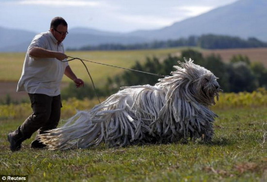 หมา "Komondor" หรือ "หมาไม้ถูพื้น" 