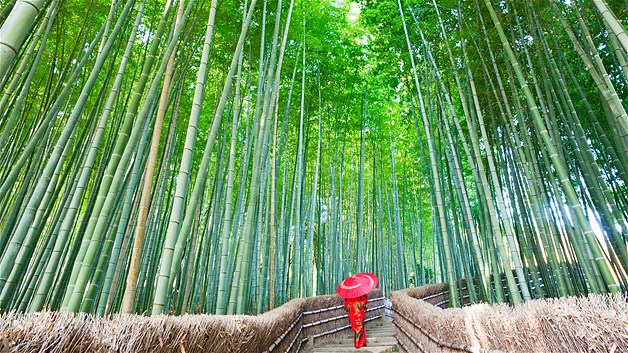 ป่าไผ่ใน วัด Adashino-nenbutsu-ji ฮอนชู ประเทศญี่ปุ่น