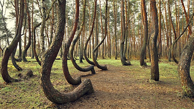 "ครุ๊ก ฟอเรสท์" (Crooked Forest) โปแลนด์