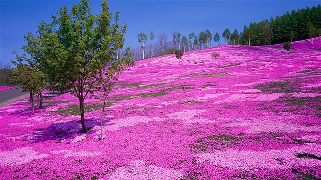 Pink Moss Phlox บานในสวน Takinoue Park ฮอกไกโด ประเทศญี่ปุ่น