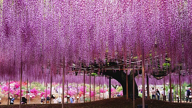 ดอกวิสทีเรียบานสพรั่งใน Ashikaga Flower Park ประเทศญี่ปุ่น