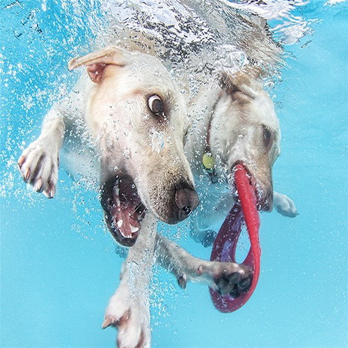 รวมภาพสุดฮาน้องหมาในสระว่ายน้ำ