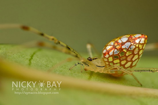 “sequined spiders” แมงมุมที่สวยที่สุดเท่าที่เคยเห็น