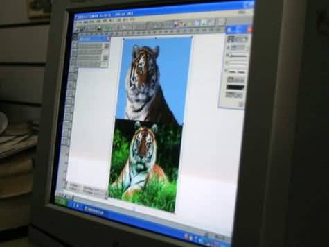 นี่คือ...เทคนิกการถ่ายภาพเสือโคร่งในป่า(555)