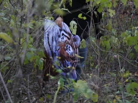 นี่คือ...เทคนิกการถ่ายภาพเสือโคร่งในป่า(555)
