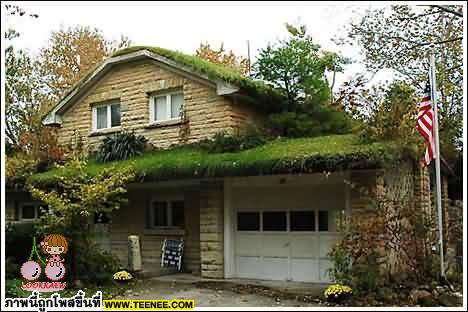 Green Roofs 