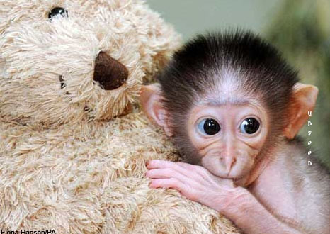 Little Monkey with Teddy Bear