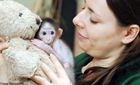 Little Monkey with Teddy Bear