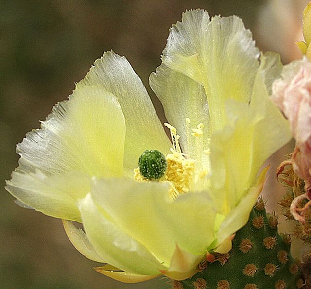 cactus flower # 2
