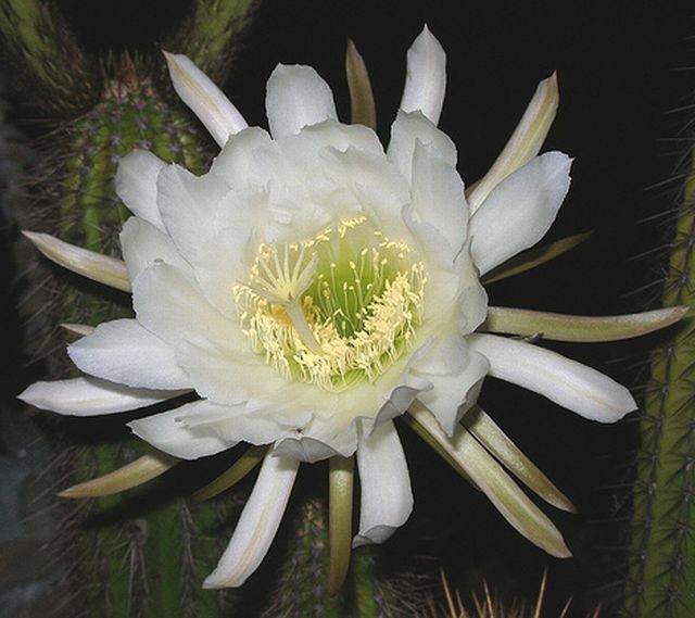 cactus flower # 2