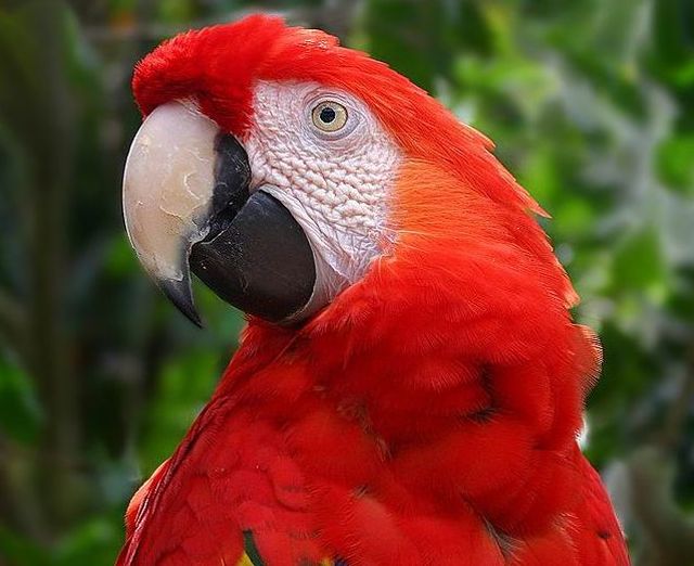 macaw parrot