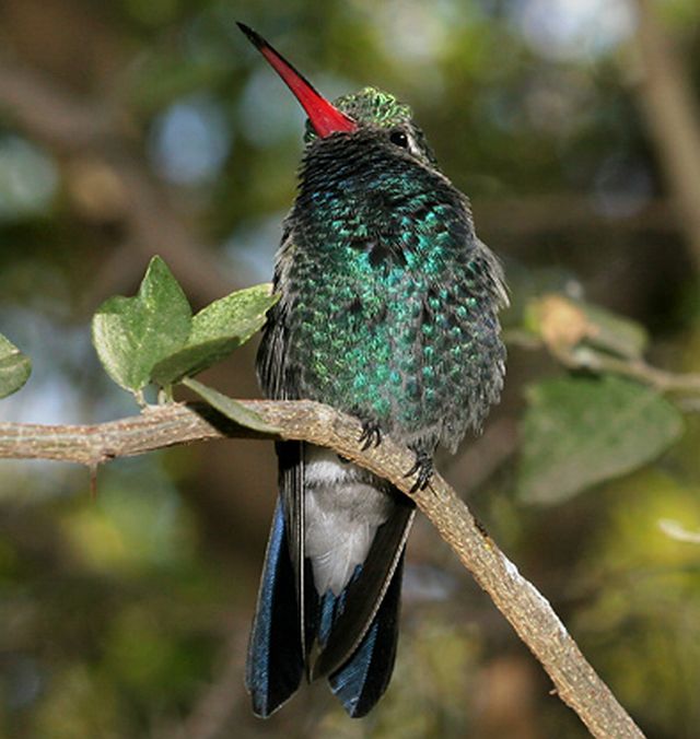 Broad-billed Hummingbirds