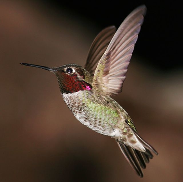 Hummingbird