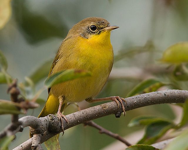 Common Yellowthroat