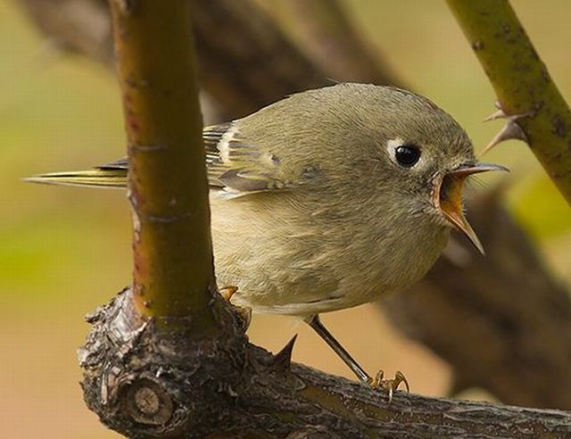 Kinglet