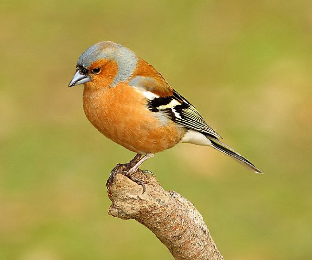 Male Chaffinch