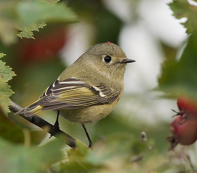 Ruby-crowned Kinglet