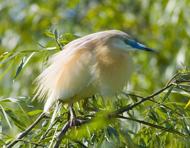 Squacco heron