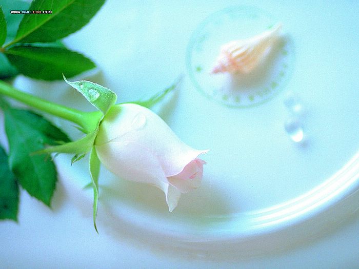 ดอกกุหลาบสีขาวสะอาด