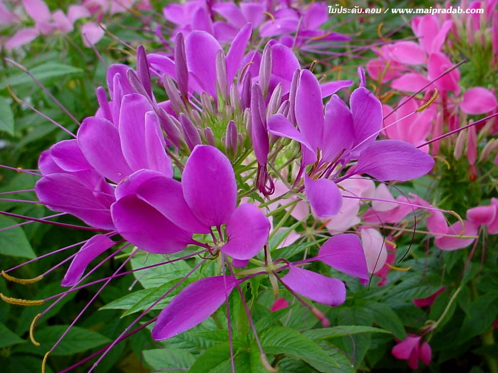 ต้อนรับยามเช้าด้วยดอกไม้สวยสีสันสดใส
