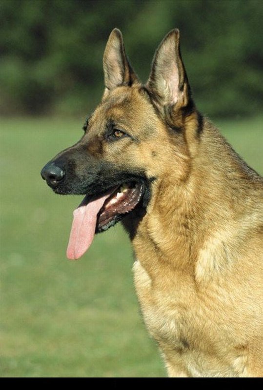 Alsatian