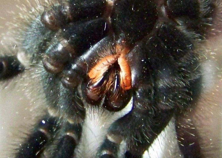 15 spider-tarantula-fangs